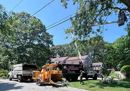 Tree Busters of Cape Cod