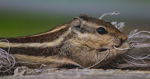 Squirrel Removal